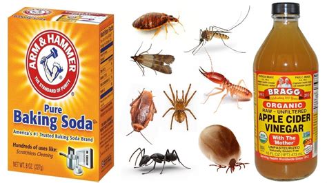 How To Get Rid Of The Bugs In House