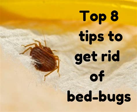 How To Get Rid Of Ticks And Bed Bugs