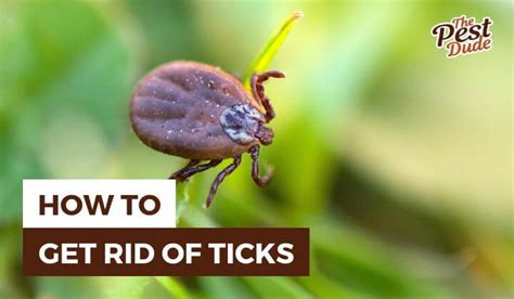How To Get Rid Of Ticks Bath