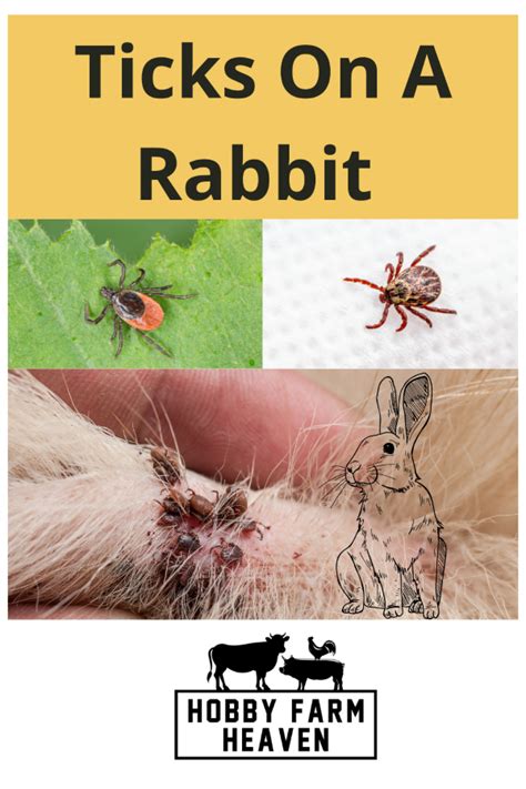 How To Get Rid Of Ticks On A Rabbit