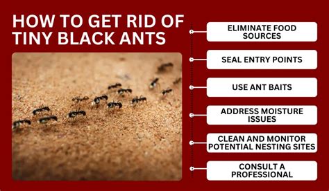 How To Get Rid Of Ant Bedroom at Ana Muncie blog