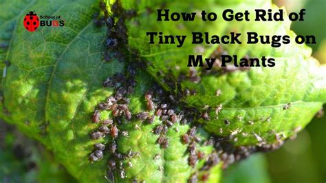 How To Get Rid Of Tiny Bugs In House Plant