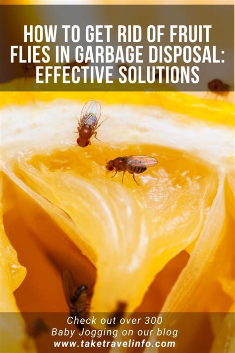 How To Get Rid Of Tiny Garbage Flies