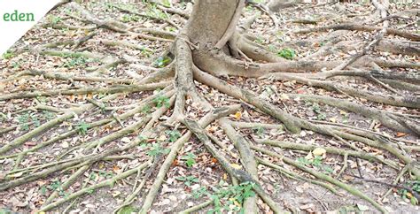 How To Get Rid Of Tree Roots In Lawn
