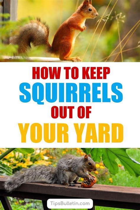 how to get rid of tree squirrels in your yard