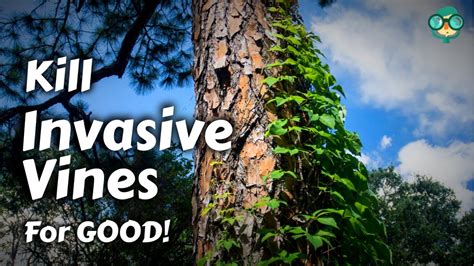 How To Get Rid Of Tree Vines