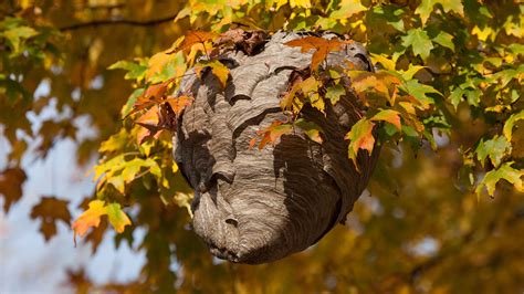 How To Get Rid Of Wasp Nest In Tree Trunk