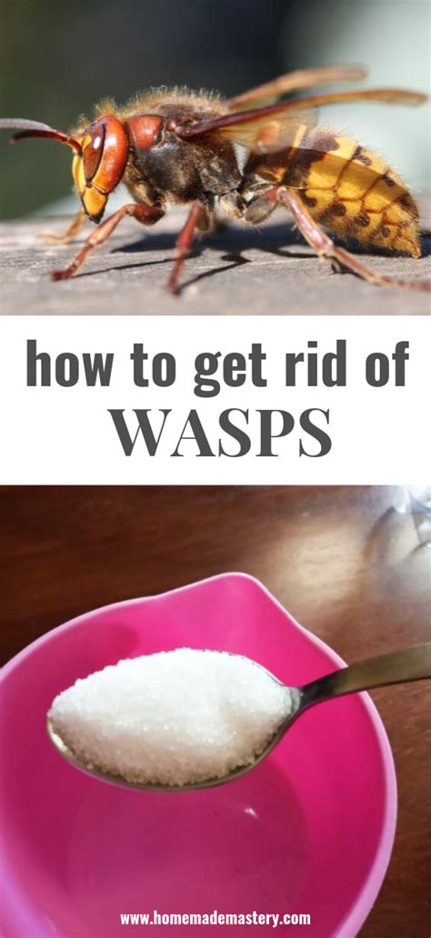 how to get rid of wasps diy
