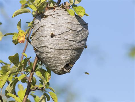 How To Get Rid Of Wasps In Tree
