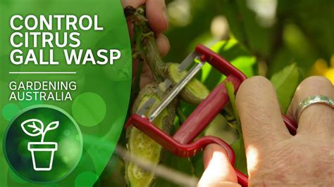 How To Get Rid Of Wasps On Lemon Tree
