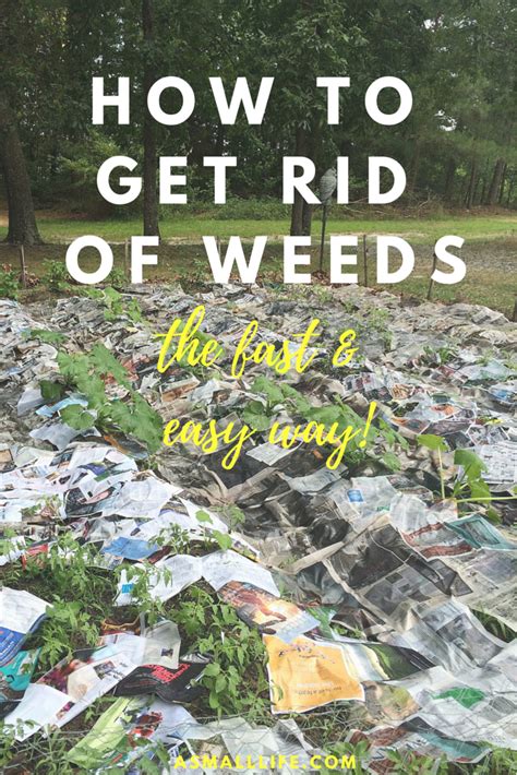 How To Get Rid Of Weeds In Grass Fast