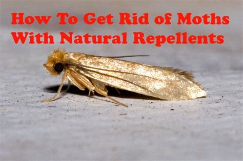 how to get rid of white moths in garden