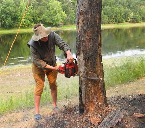 16 Things You Should NOT Do When Cutting Down a Tree The Family Handyman