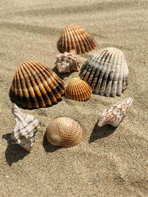 How To Get Sand Out Of Shellfish