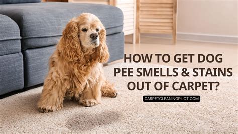 How To Get Set In Dog Pee Stains Out Of Carpet