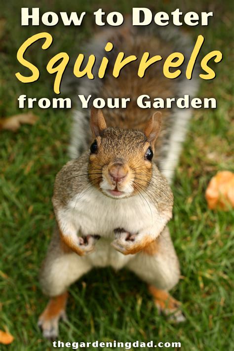 how to get squirrels in the garden
