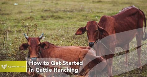 How To Get Started Cattle Ranching