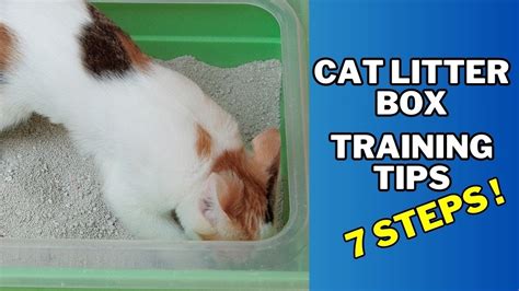 How To Get Stray Kitten To Use Litter Box