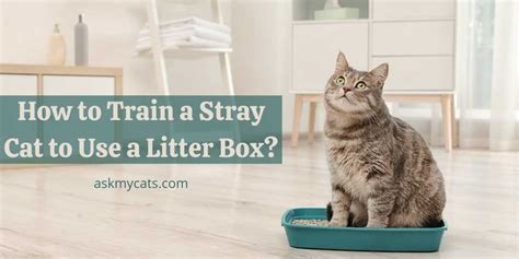 How To Get Stray To Use Litter Box