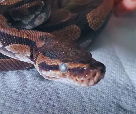 How To Get Stuck Eye Caps Ball Python