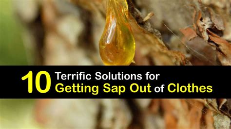 how to get tree sap off pants