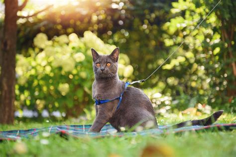 How To Get Your Cat In From Outside