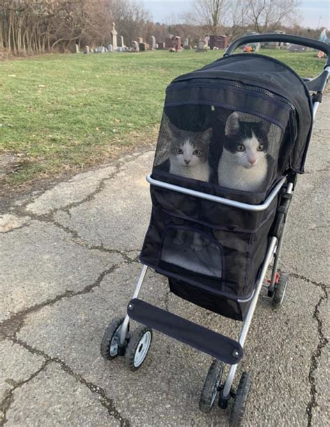 How To Get Your Cat To Like A Stroller