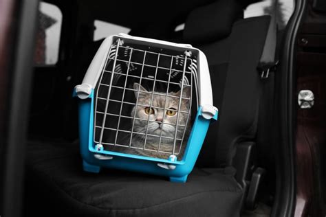 How To Get Your Cat To Ride In The Car