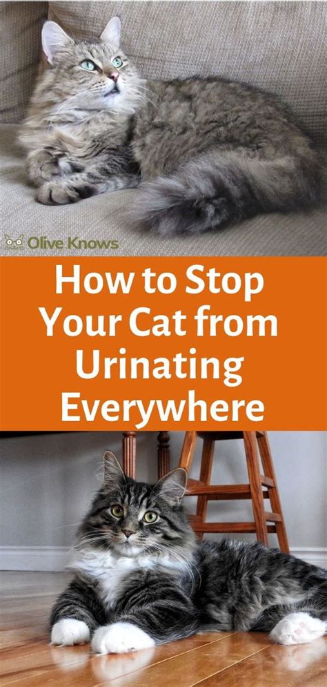 how to get your cat to stop peeing and pooping everywhere