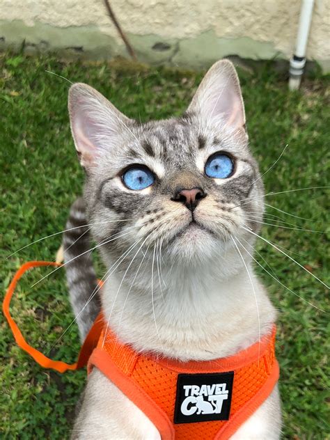 How To Get Your Cat To Use A Harness