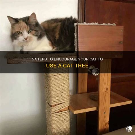 How To Get Your Cat To Use Cat Tree