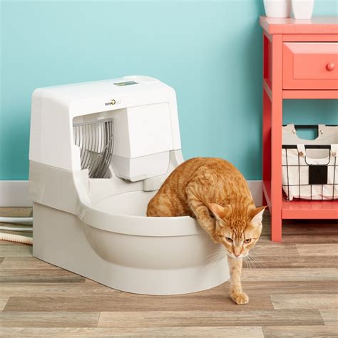 How To Get Your Cat To Use The Automatic Litter Box