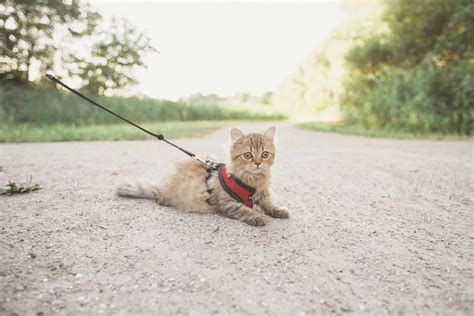 How To Get Your Cat To Walk With A Leash