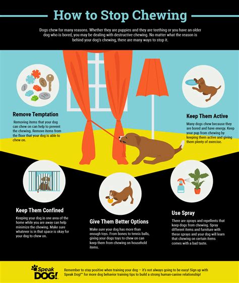 How To Get Your Dog Not To Chew Things