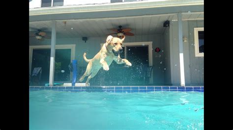 how to get your dog to jump in the pool