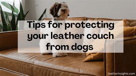 How To Get Your Dog To Not Get On The Couch