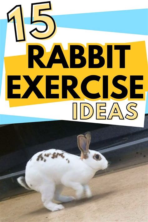 How To Give A Rabbit Exercise