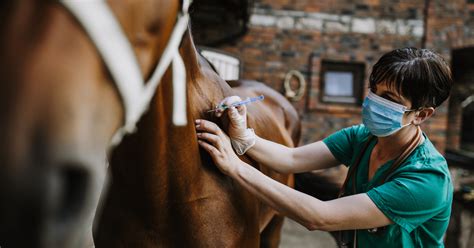 how to give horse vaccines