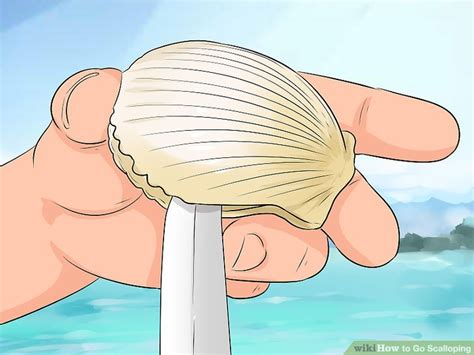 How To Go Scalloping