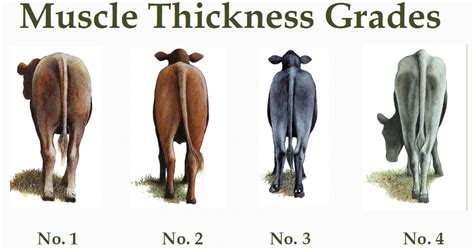 how to grade cattle