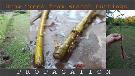 How To Grow A Branch From A Tree