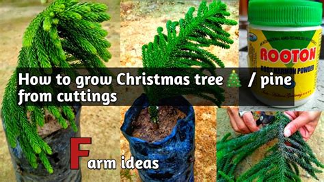How To Grow A Christmas Tree From A Branch