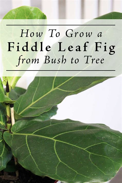 How To Grow A Fiddle Leaf Fig Tree From A Leaf