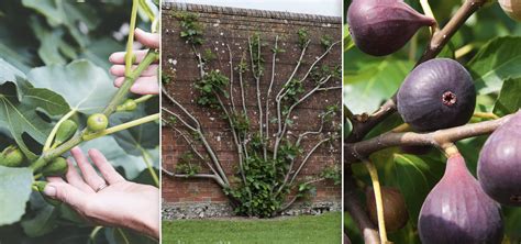 How To Grow A Fig Tree From A Branch
