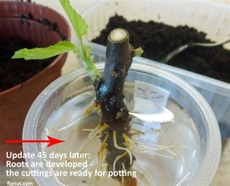How To Grow A Fig Tree From A Branch Cutting
