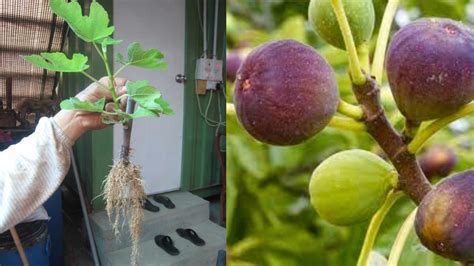 How To Grow A Fig Tree From Scratch