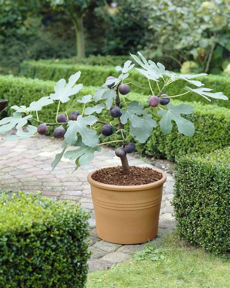 How To Grow A Fig Tree In A Container