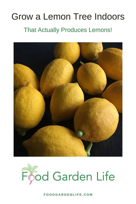 How To Grow A Lemon Tree In Zone 8
