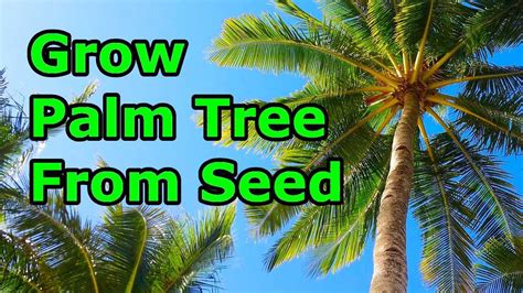 How To Grow A Palm Tree From Another Palm Tree
