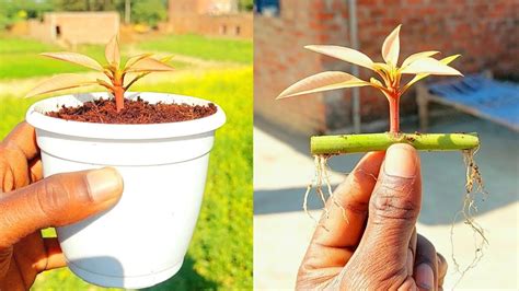 How To Grow A Tree From A Branch Youtube